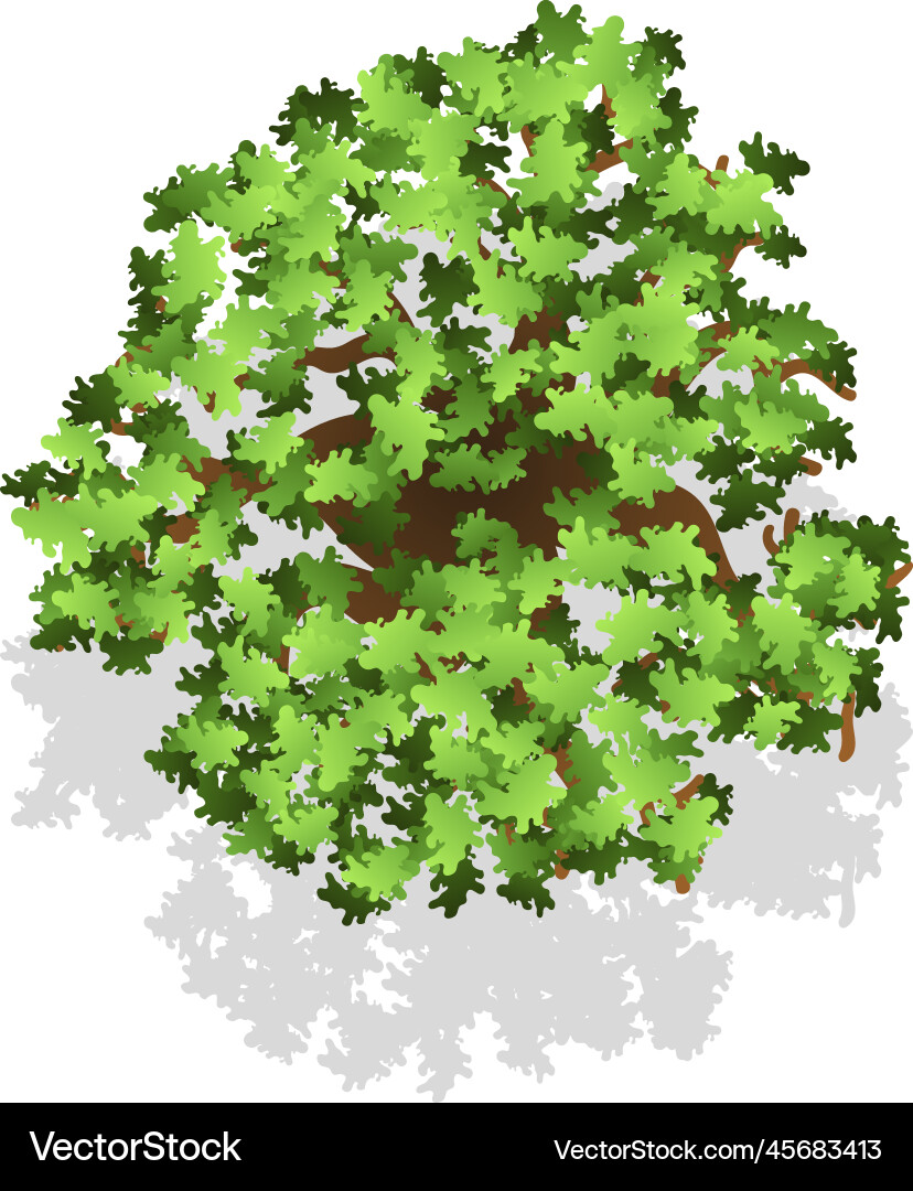 Landscape design plant element tree top view Landscape design plant element tree top view vector image