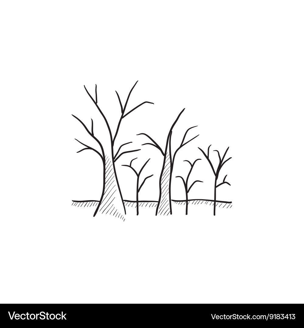 Tree with bare branches sketch icon vector image