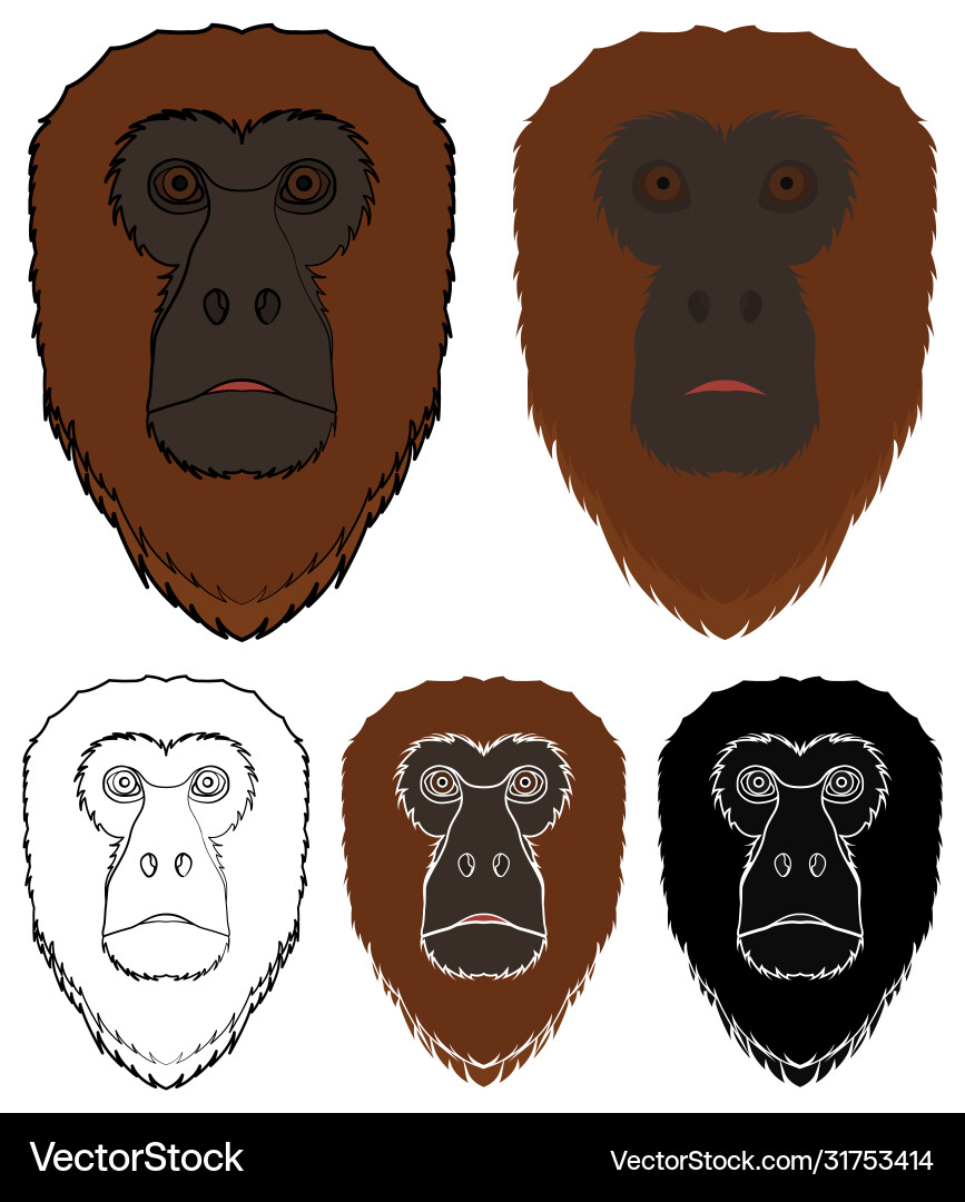 Bugio monkey in front view Bugio monkey in front view Vector Image