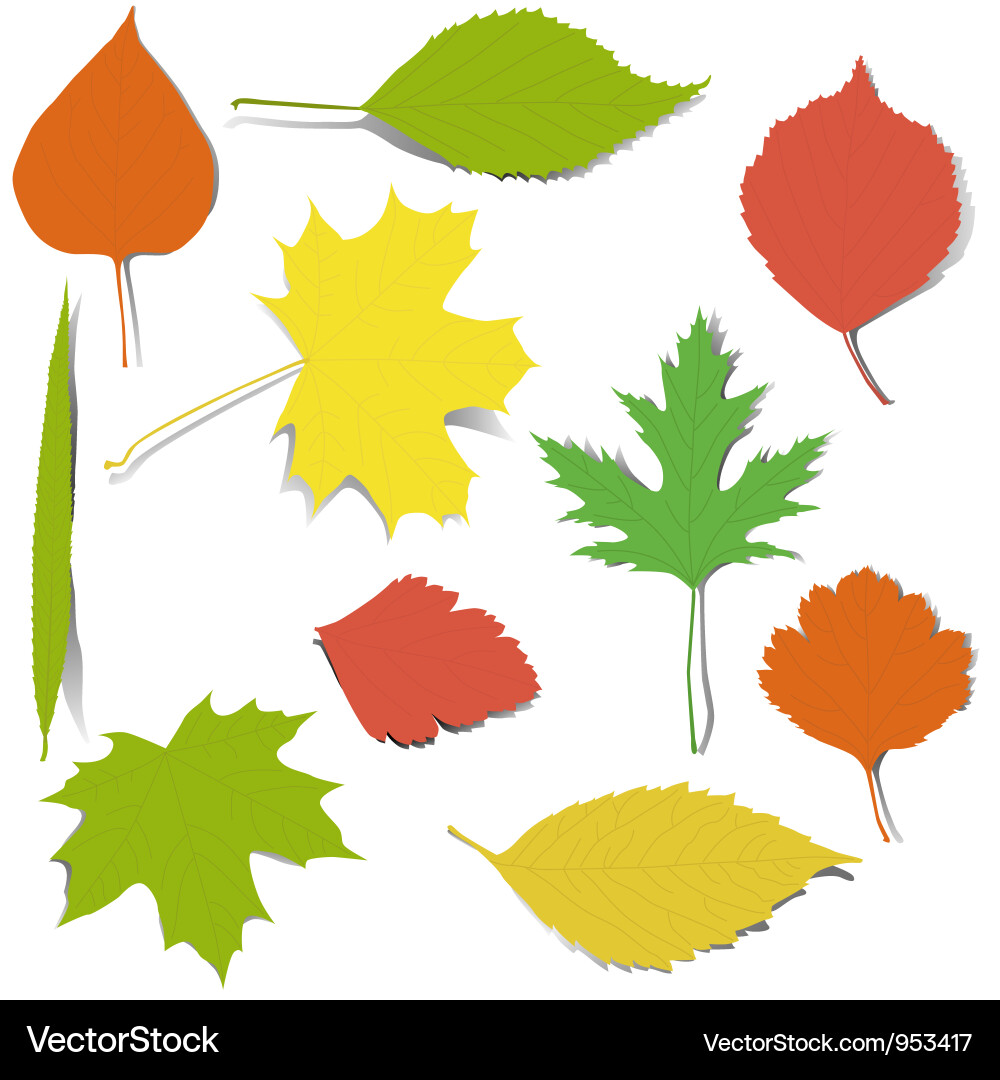 Autumn elements for design Vector Image