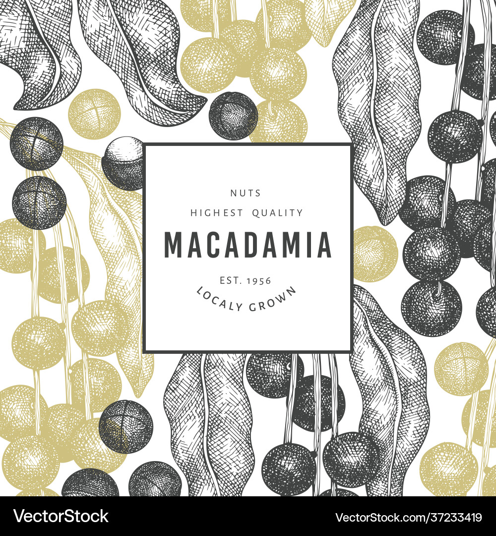 Hand drawn macadamia branch and kernels design Vector Image