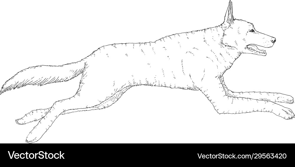 Sketch jumping german shepherd dog vector image