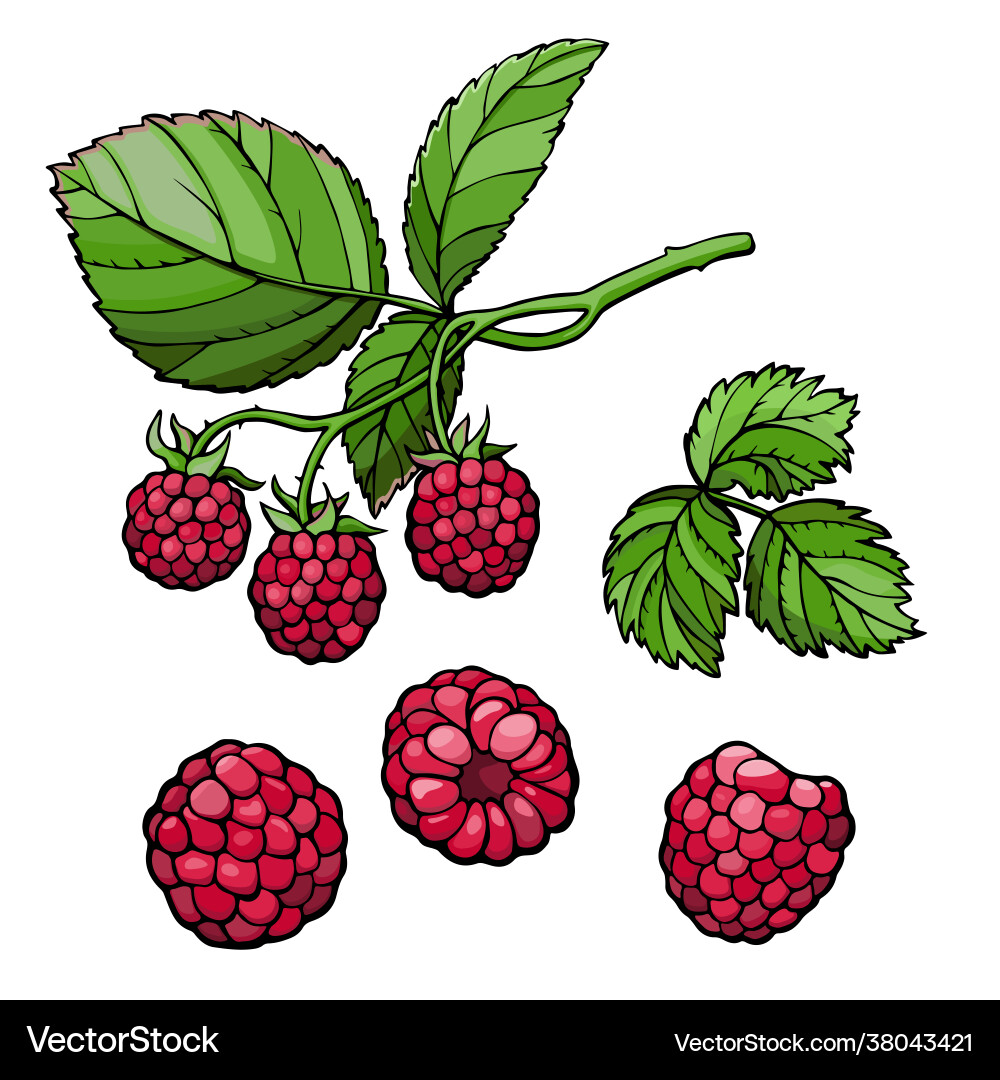 Raspberry set Vector Image
