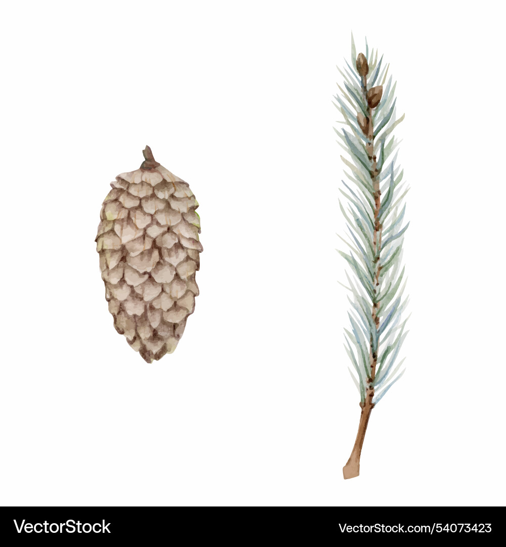 Fir pine tree spruce conifer branch with needles Vector Image