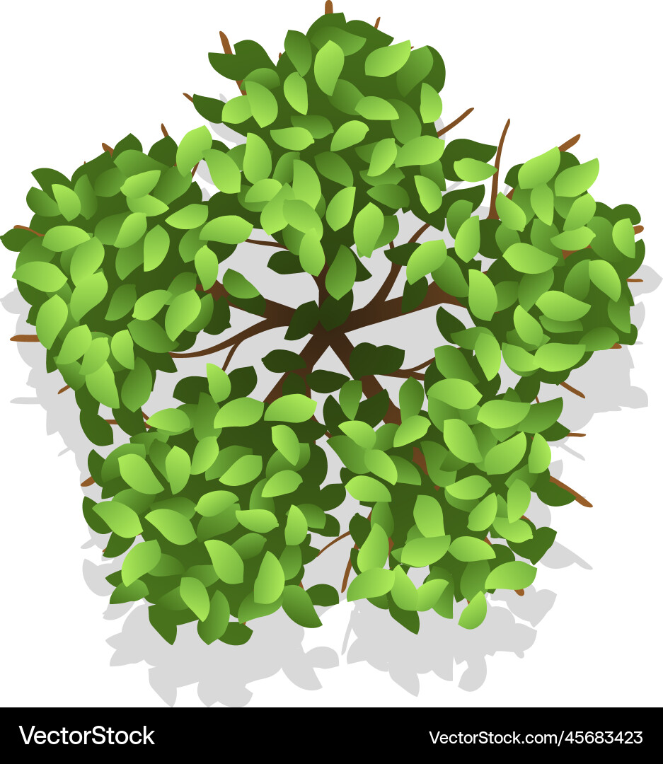 Park plan nature element green tree top view Park plan nature element green tree top view vector image