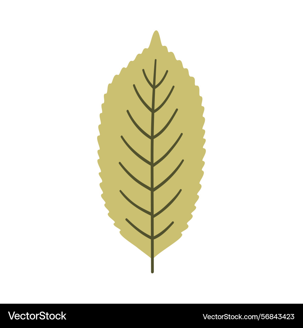 Tree leaf in light green color Vector Image