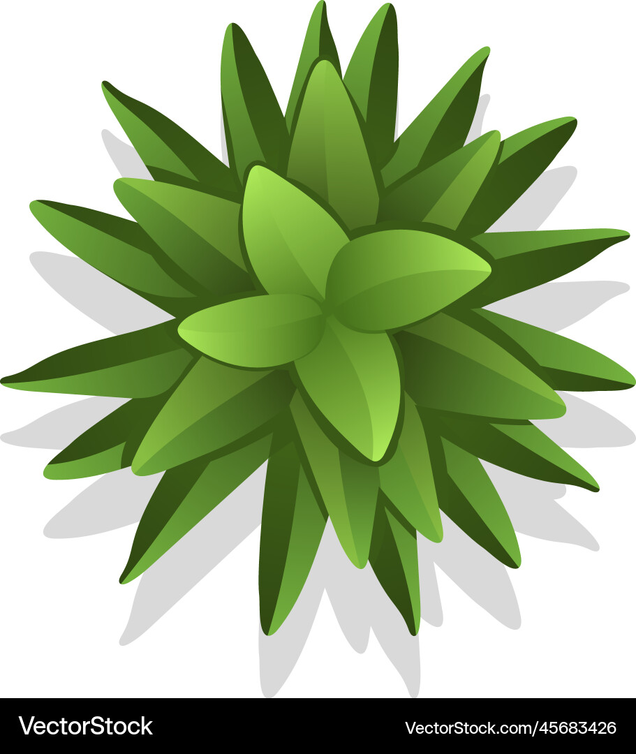 Green plant leaves top view garden plan element Vector Image
