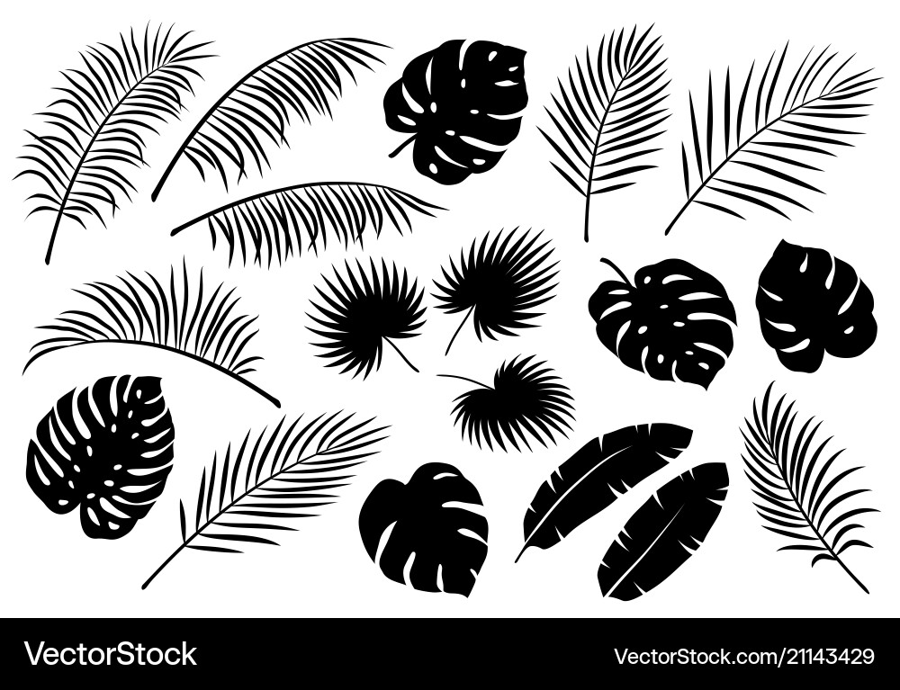 Tropical Palm Leaves Set vector image