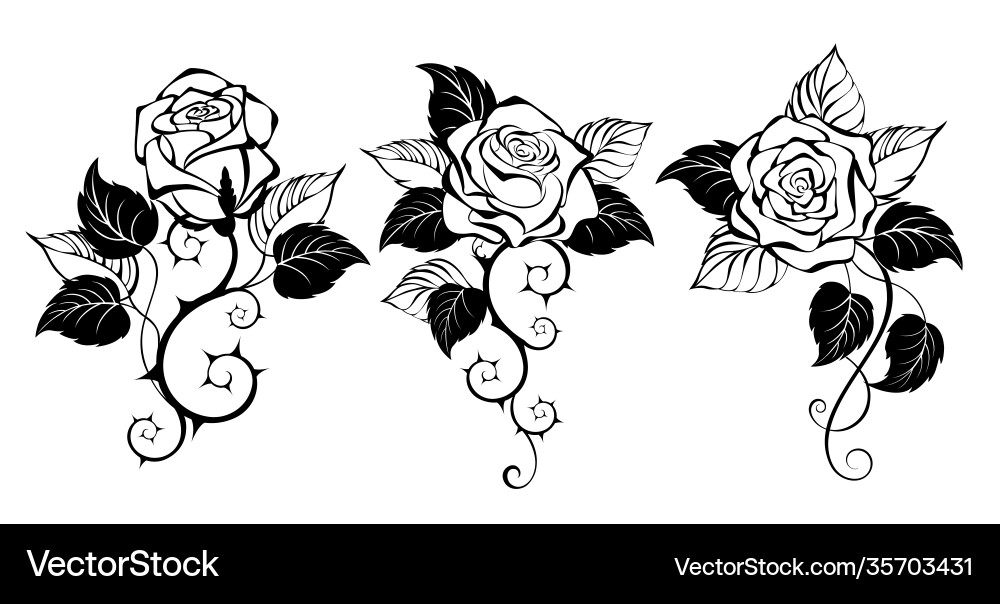 Three outline roses Three outline roses vector image