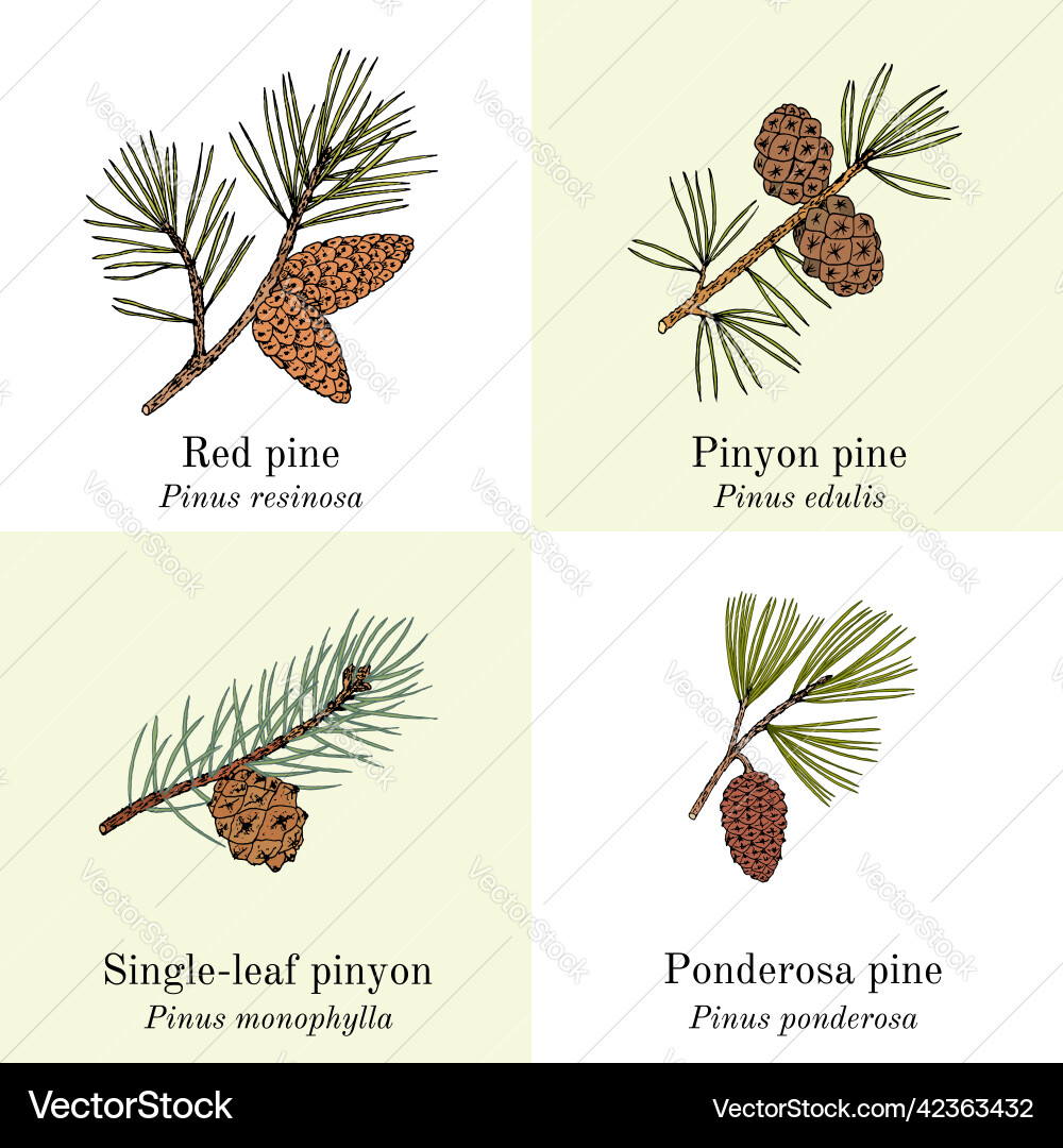 Set of different conifers branches with cones vector image