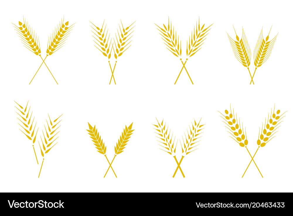 Set of simple wheats ears icons and wheat design Vector Image