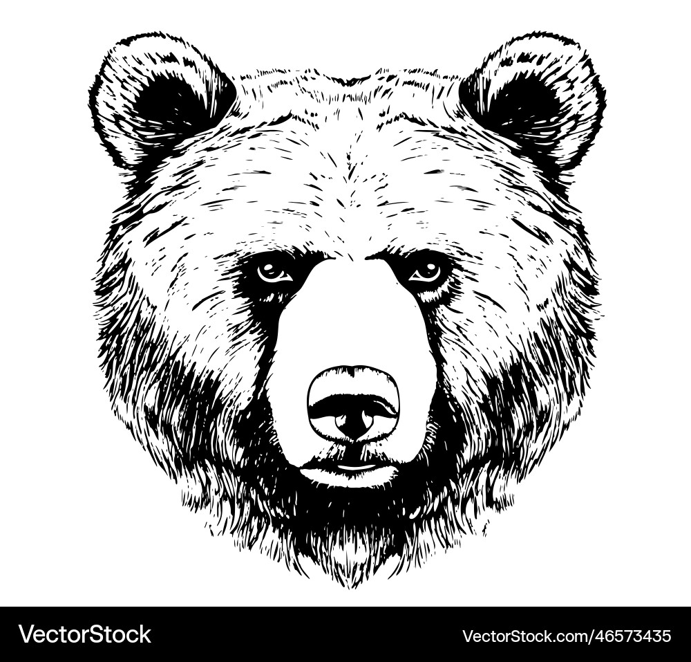 Bear face sketch hand drawn cartoon style Bear face sketch hand drawn cartoon style vector image
