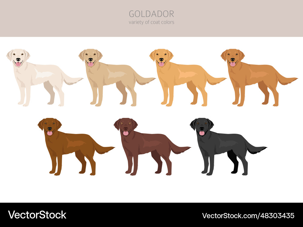Goldador clipart golden retriever labrador mix Goldador clipart golden retriever labrador mix vector image