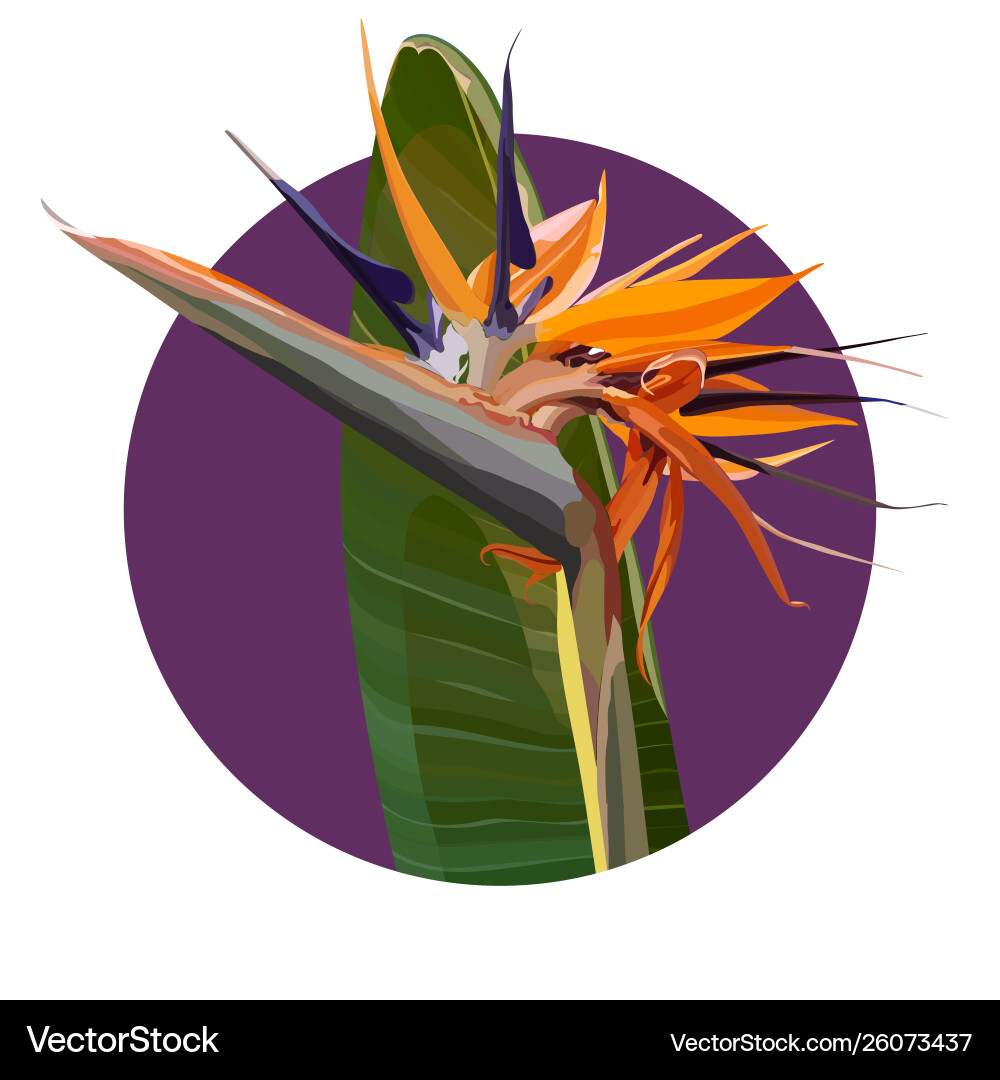Background with strelitzia reginae Vector Image