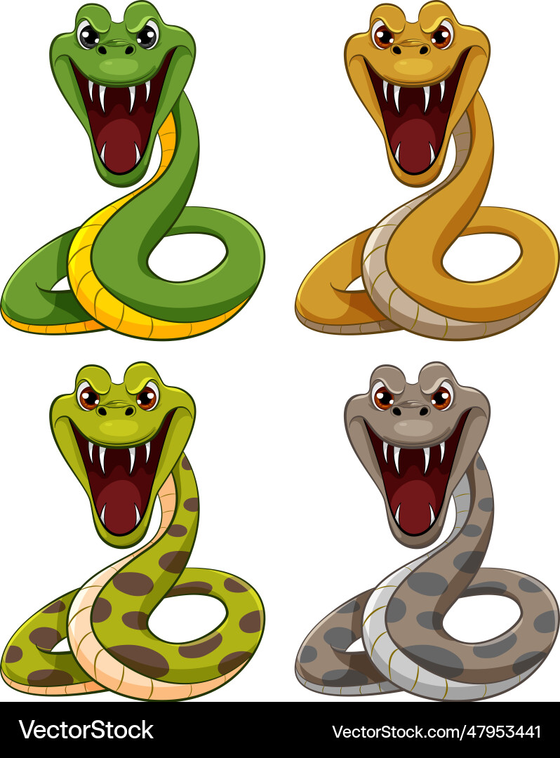Four python snakes vector image