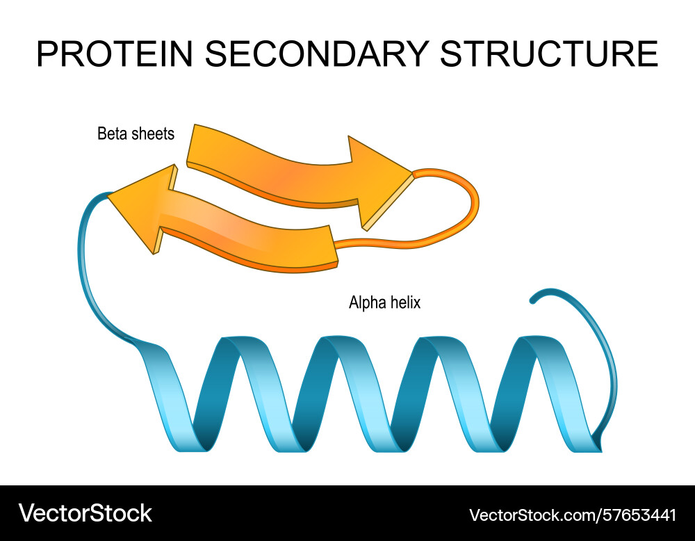 Protein secondary structure beta sheets and alpha Protein secondary structure beta sheets and alpha vector image