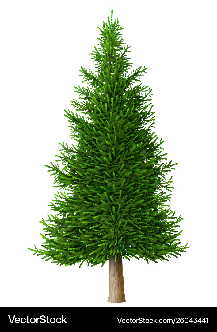 Realistic Pine Tree vector image