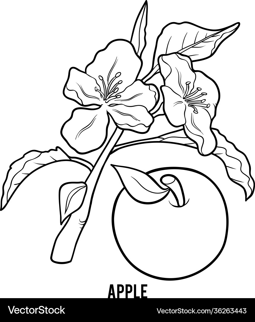 Malbuch Apfelbaum Malbuch Apfelbaum vektorbild