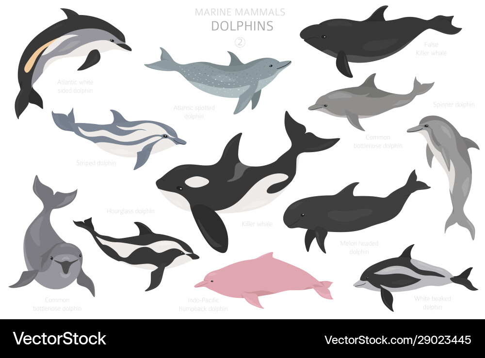 Dolphins set marine mammals collection cartoon Dolphins set marine mammals collection cartoon vector image