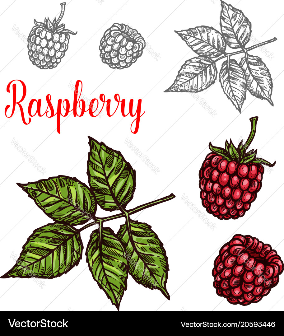 Red Raspberry Berry with Leaf Sketch vector image