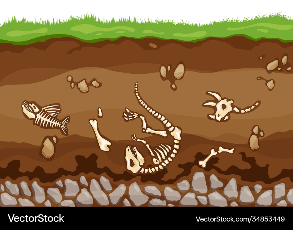 Fossil Soil Layers with Bone Horizon vector image