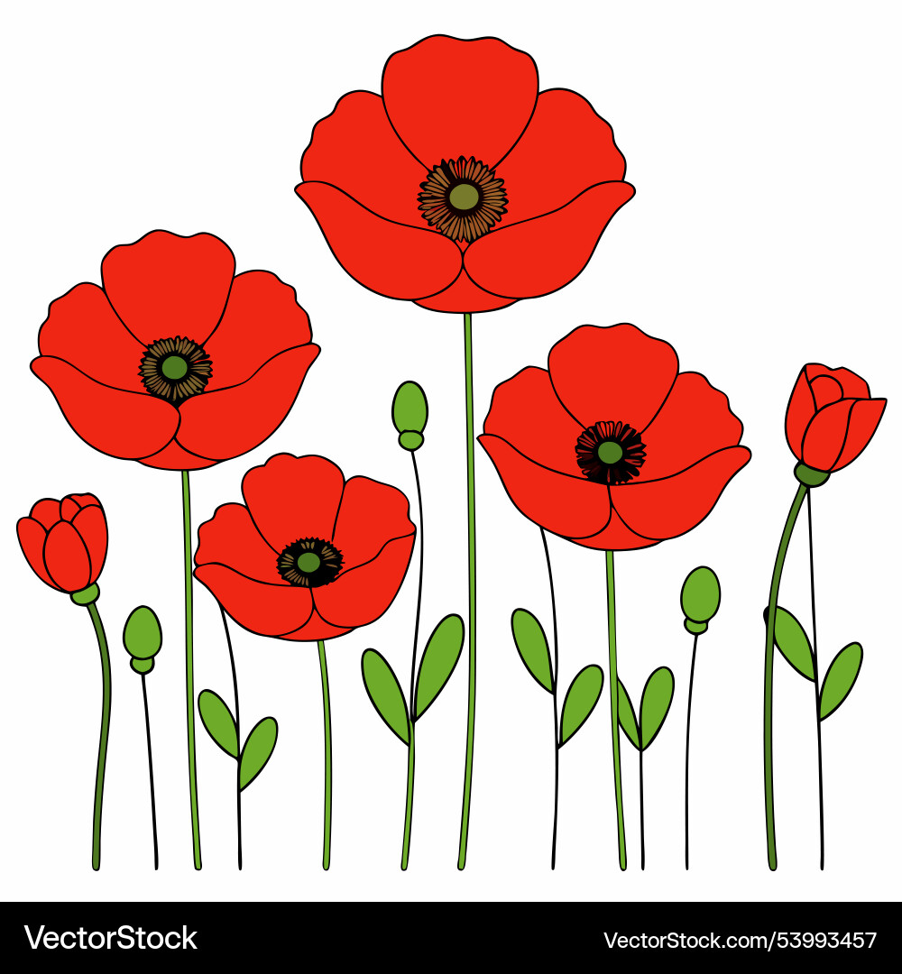 Poppy flower in a row simple design isolated Vector Image