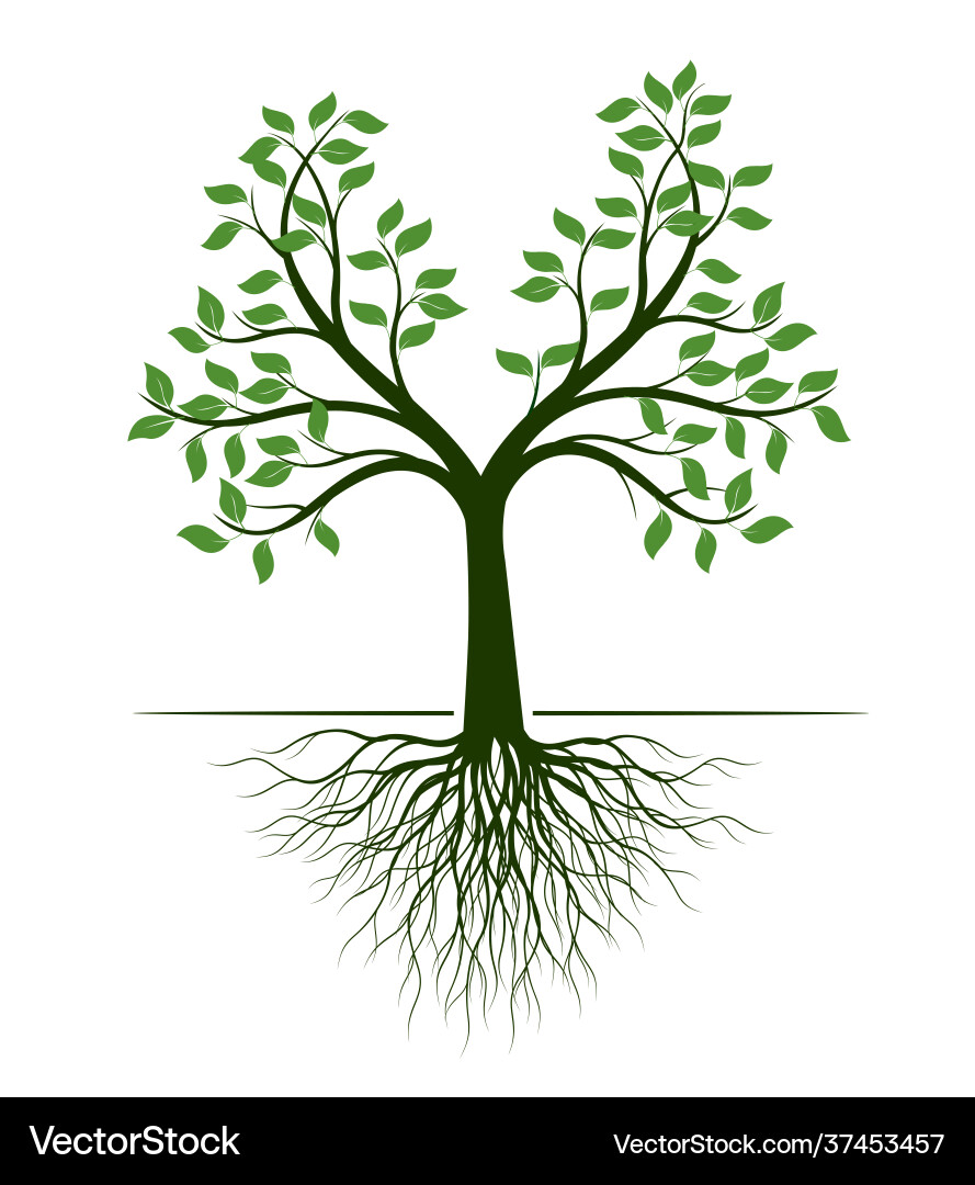 Shape green tree with roots outline Shape green tree with roots outline vector image