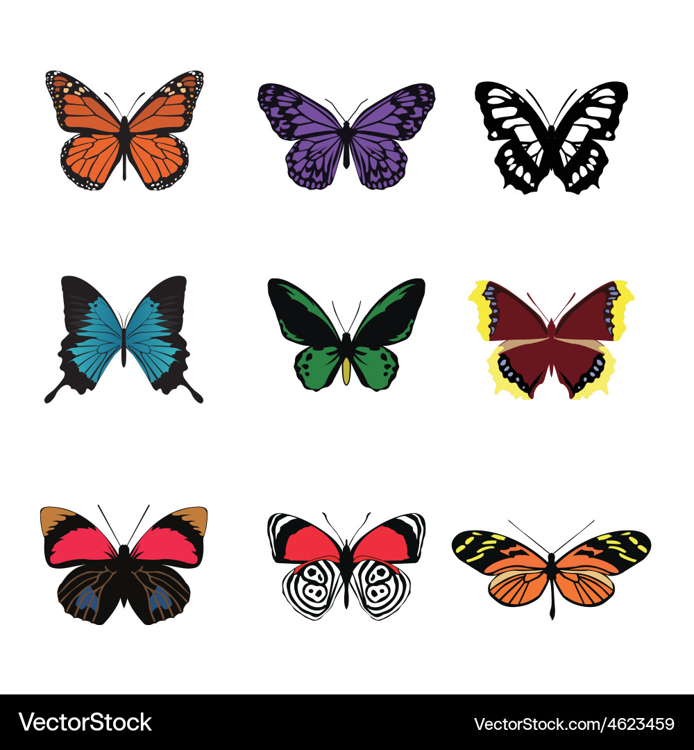 Butterfly Color Palette Vector Image