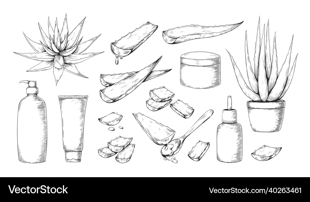 Aloe vera hand drawn medical herb for beauty vector image