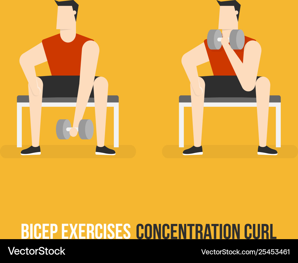 Bicep Concentration Curl Exercise vector image