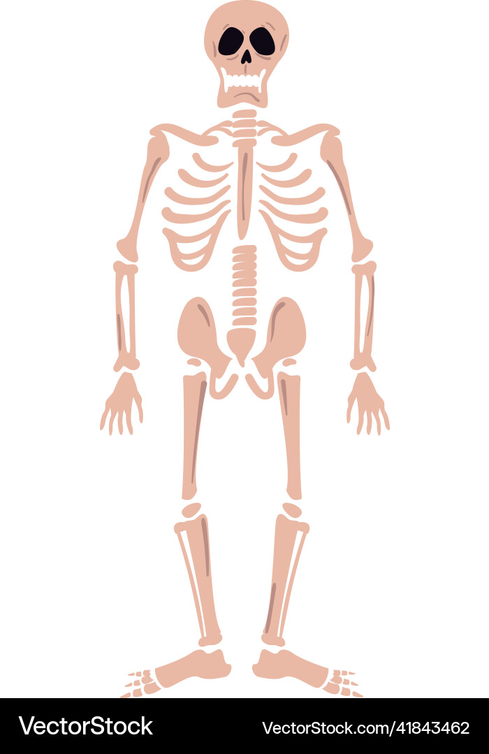 Flat human skeleton Vector Image