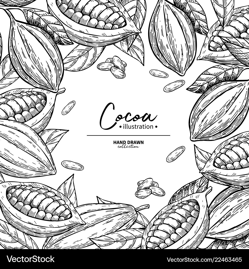 Cocoa Bean Frame - Botanical Sketch vector image