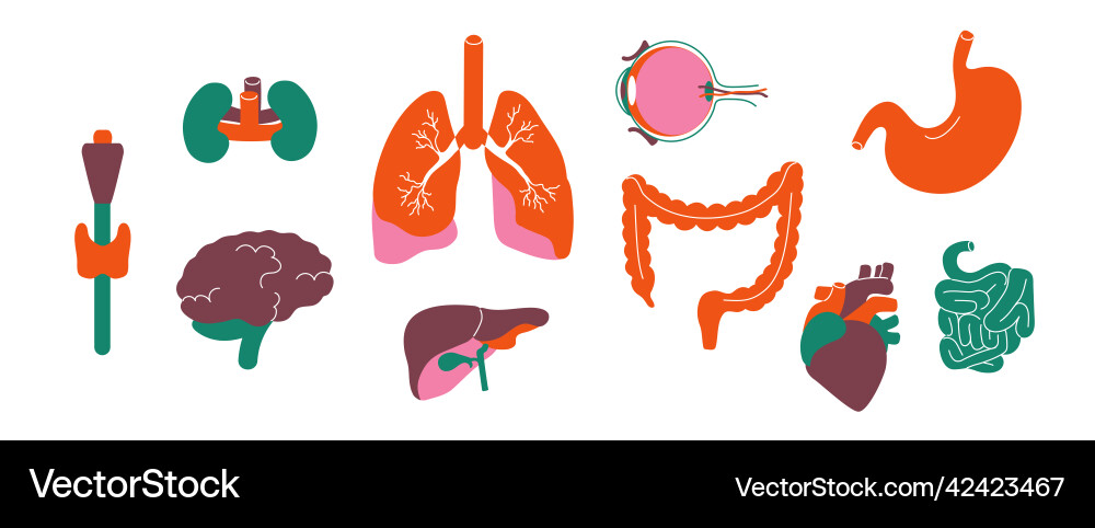 Innere Körperorgane menschliche Anatomie Vektorbild