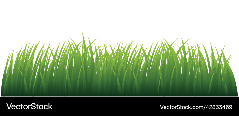 Green grass vector image