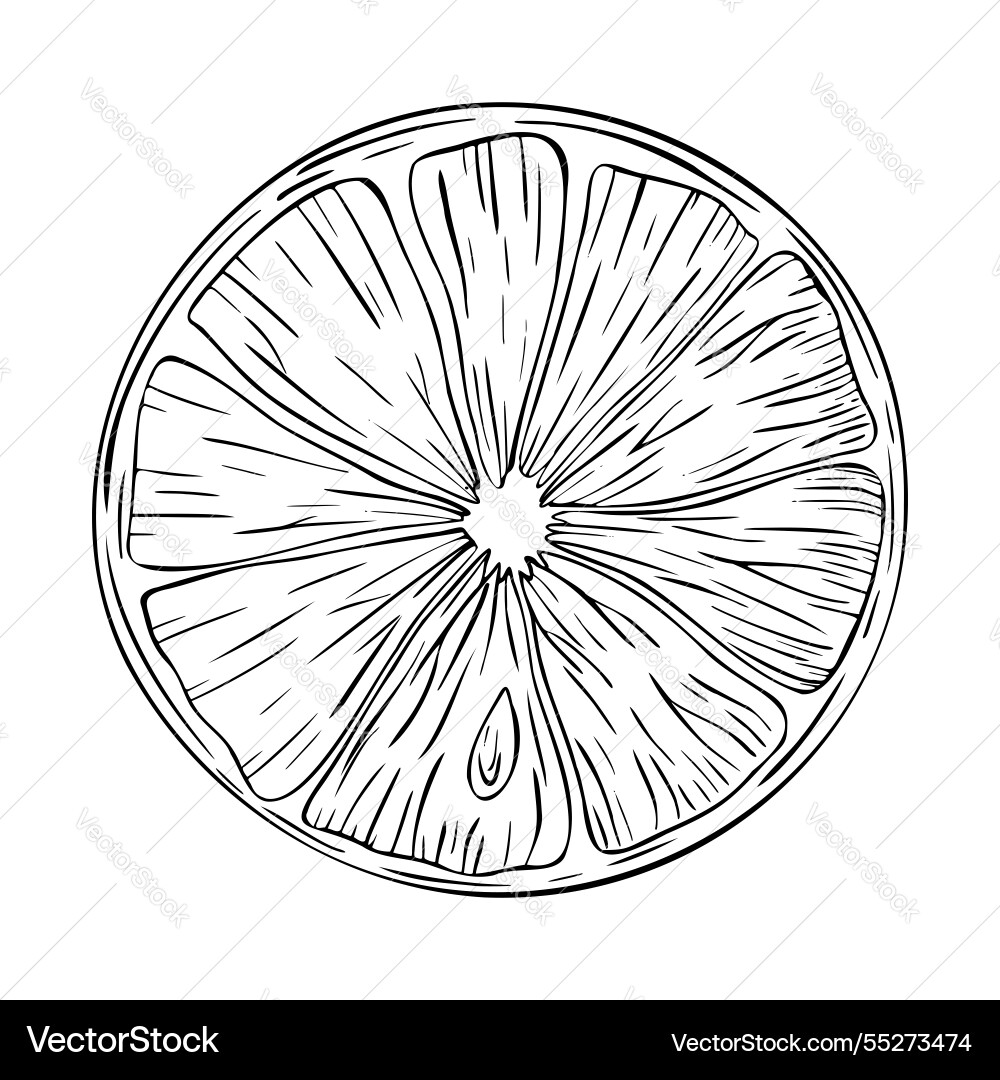 Lemon orange or lime slice Royalty Free Vector Image