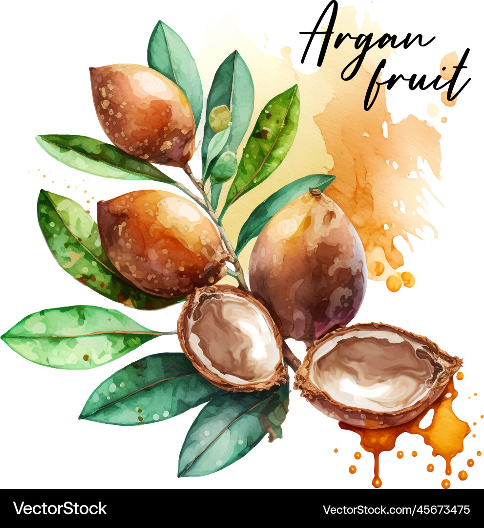 Branch of the argan tree can be used as a design Branch of the argan tree can be used as a design vector image