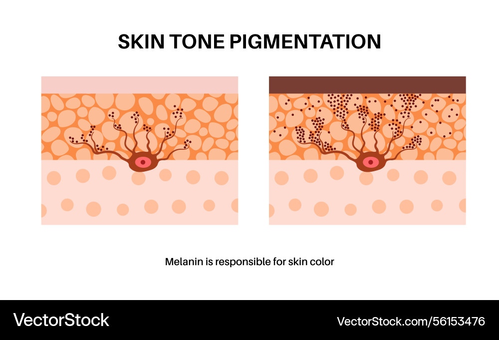 Melanin und Melanozyten Melanin und Melanozyten vektorbild