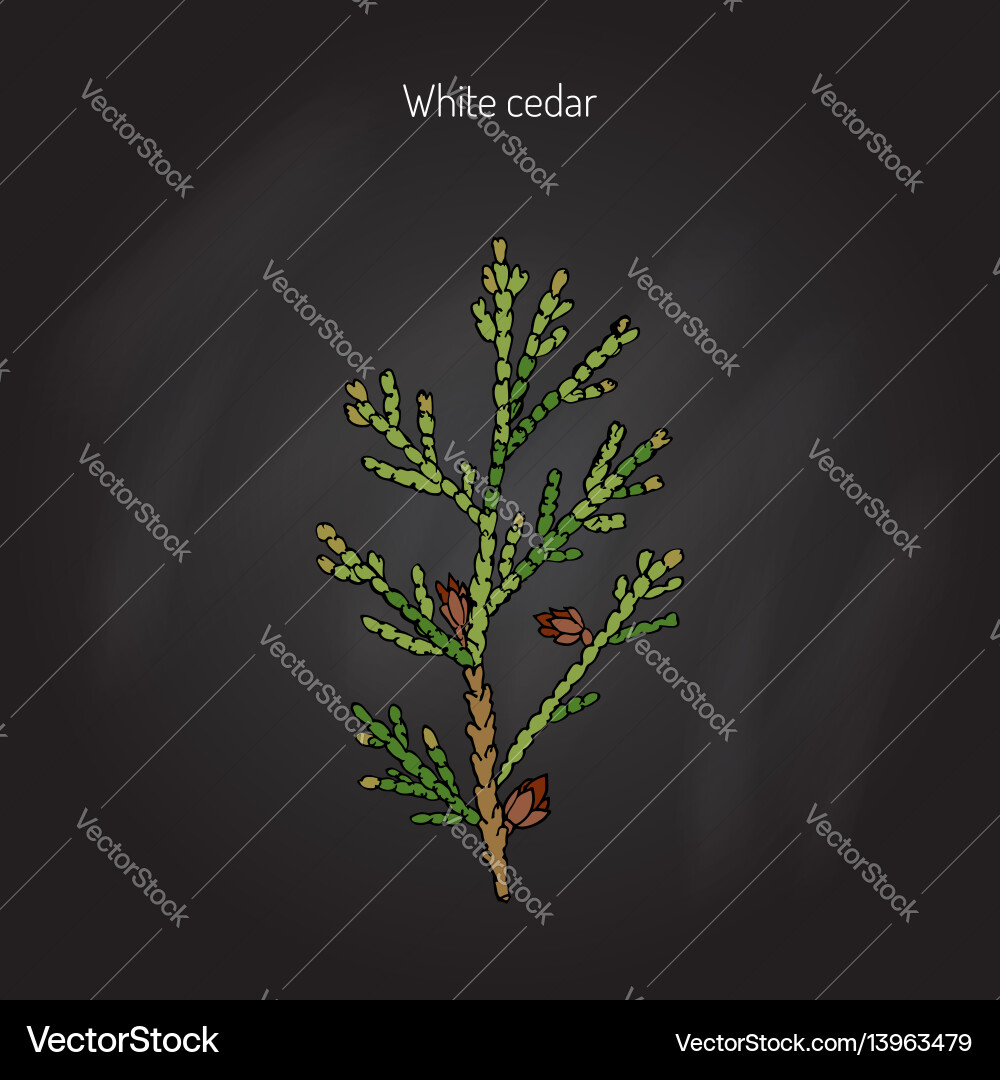 White Cedar Tree Botanical Vector Image