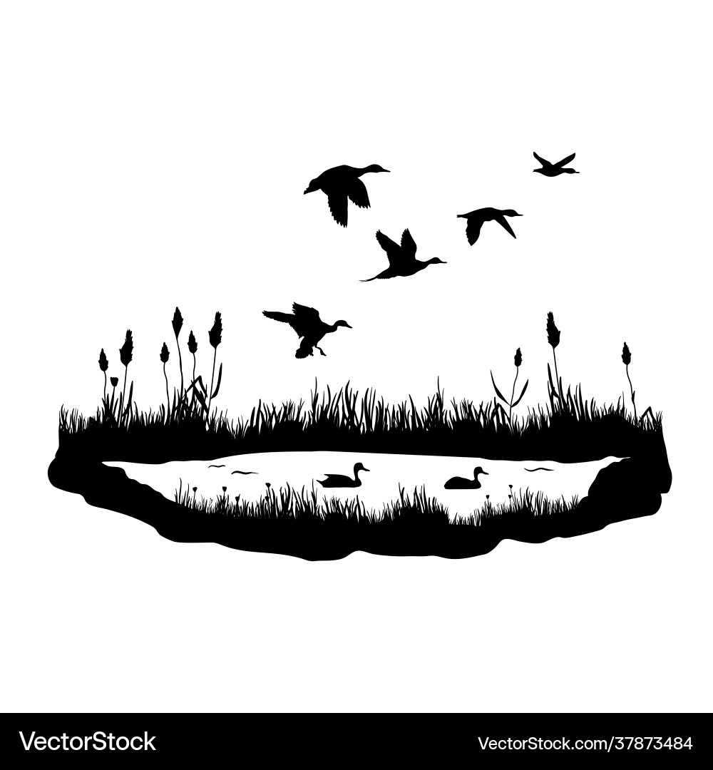 Silhouettes water plants ducks and reeds vector image