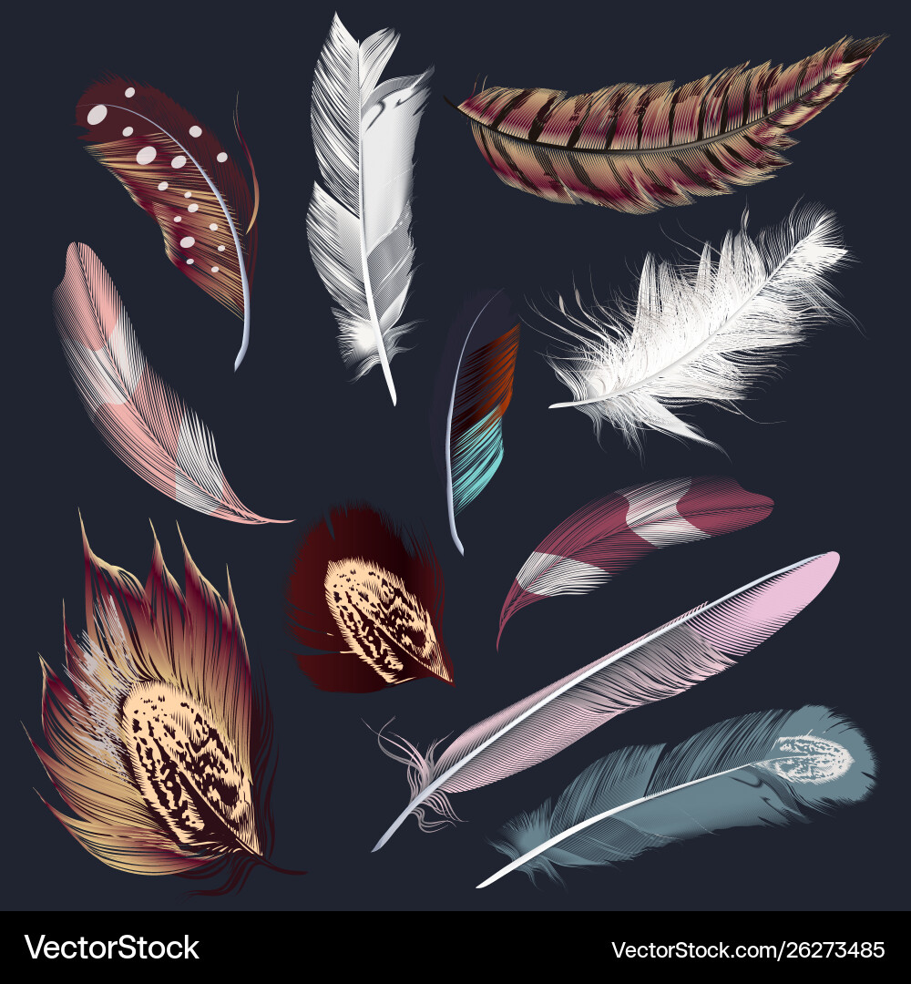 Collection colored feathers for boho design vector image