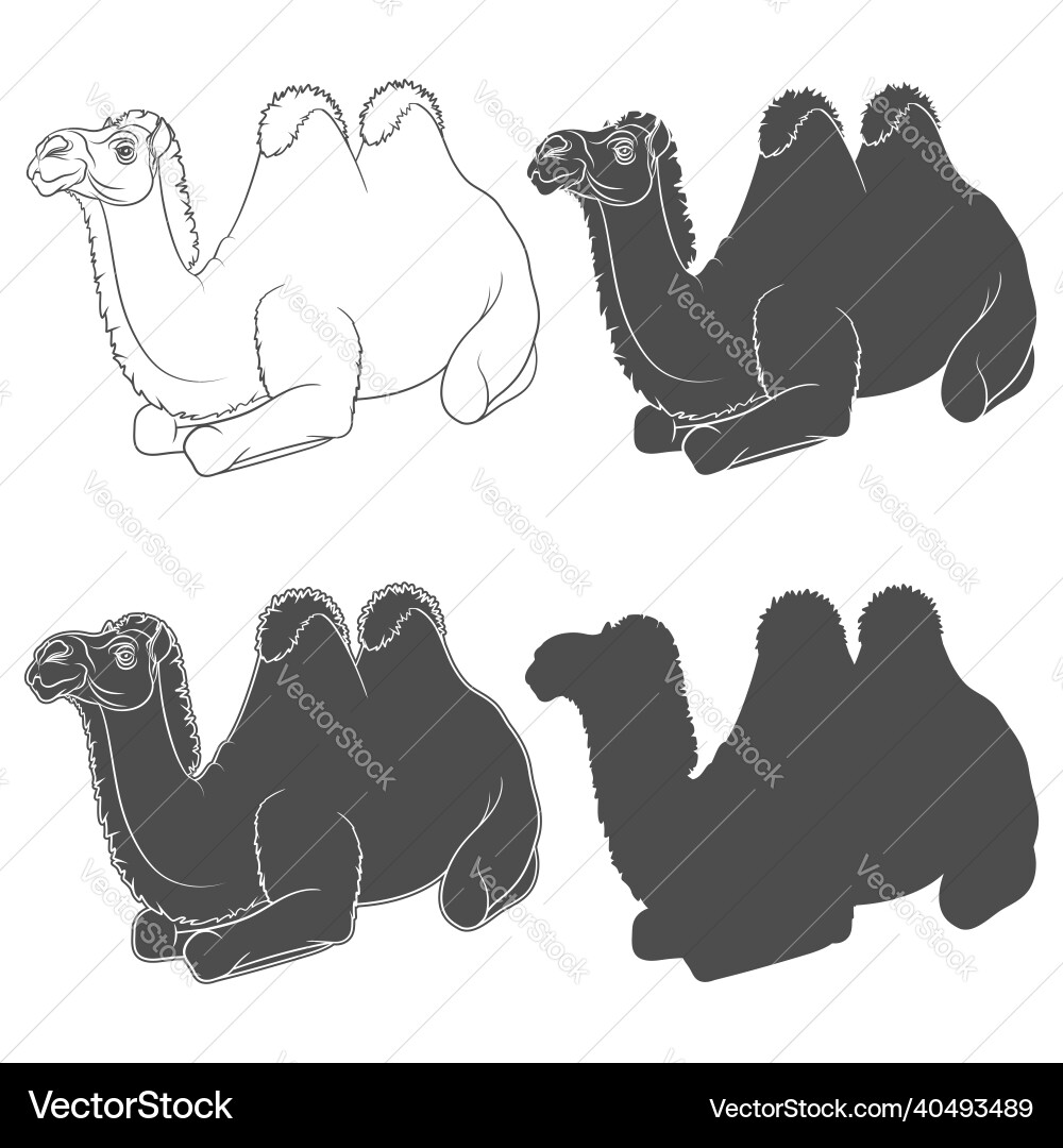Set of with a bactrian camel Set of with a bactrian camel vector image