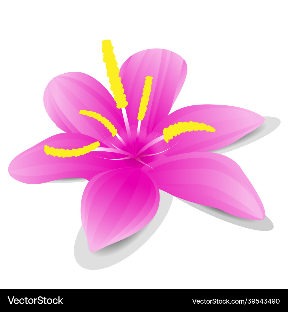 Flowerpink Blume mit Schatten auf weißem Hintergrund Flowerpink Blume mit Schatten auf weißem Hintergrund vektorbild