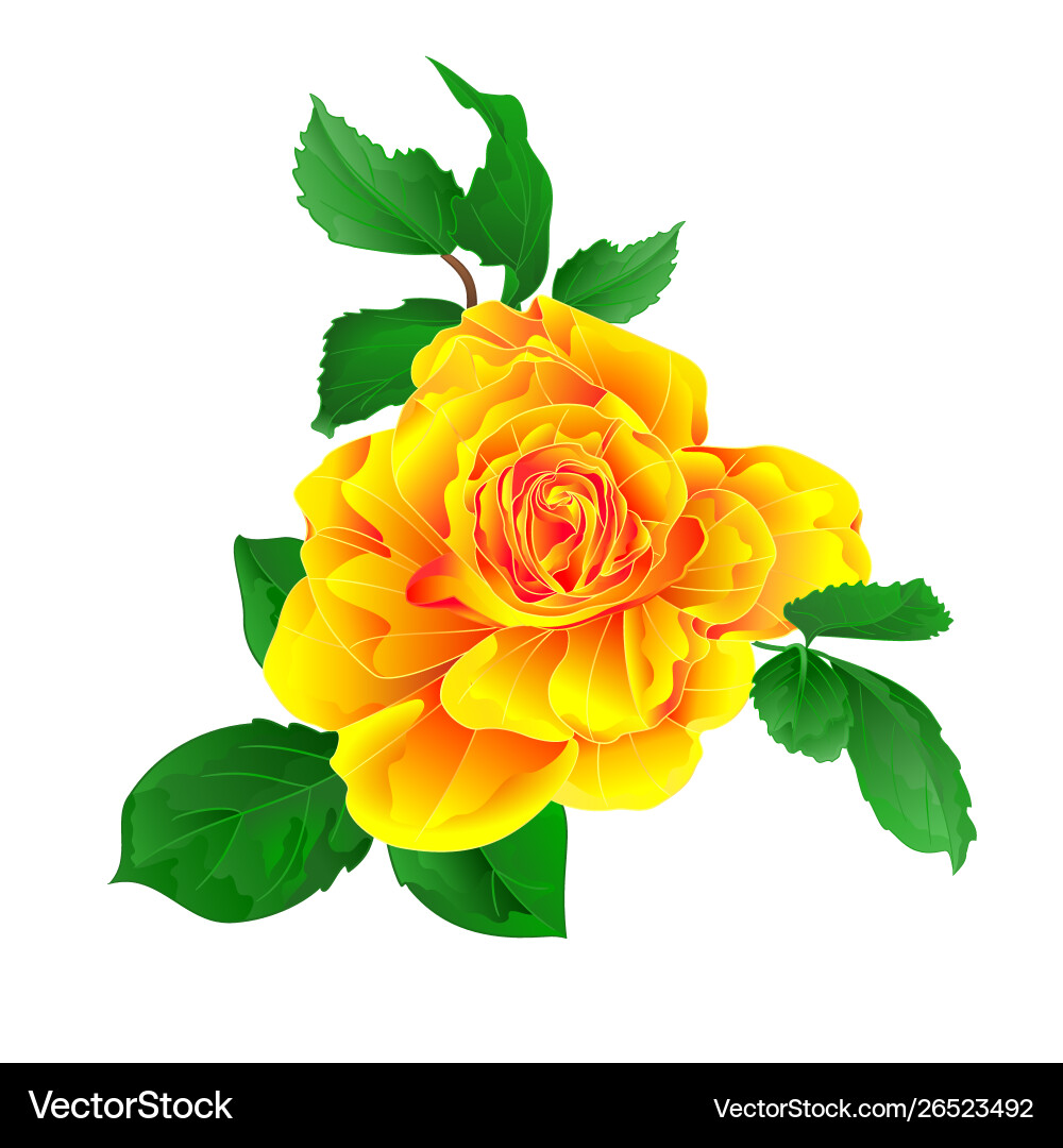 Yellow Rose Watercolor Flower Vector Image