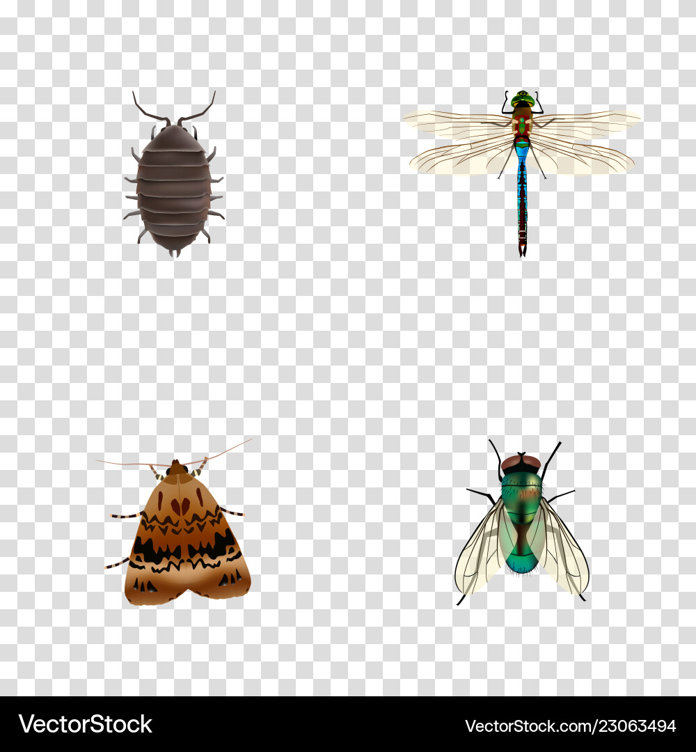 Set of insect realistic symbols with bug Set of insect realistic symbols with bug vector image