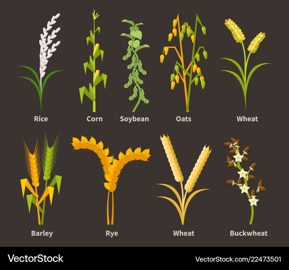 Ereals and legumes of various agricultural types Ereals and legumes of various agricultural types vector image