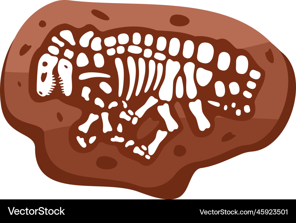 Velociraptor fossils skeleton fossil Velociraptor fossils skeleton fossil vector image