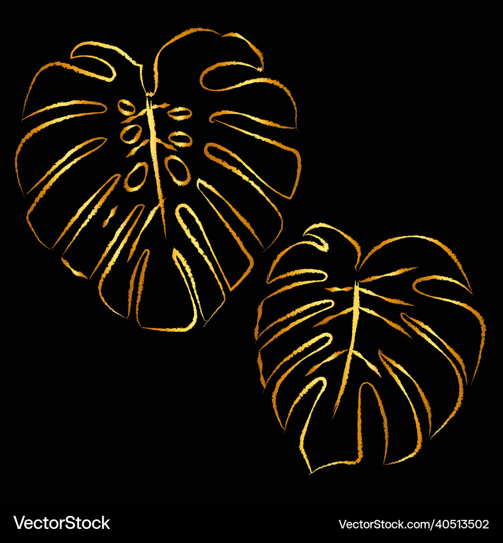 Monstera golden deliciosa king borsigiana gold Monstera golden deliciosa king borsigiana gold vektorbild