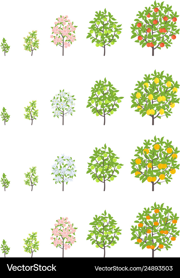 Obstbaum Wachstumsstadien Apfel Pfirsich und Zitrone Obstbaum Wachstumsstadien Apfel Pfirsich und Zitrone vektorbild