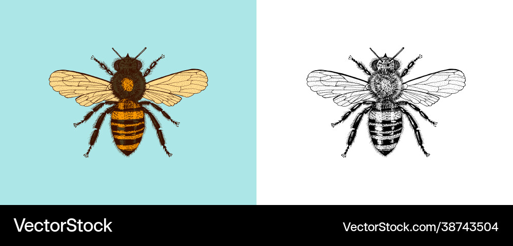 Bee and honey mead insect engraved Bee and honey mead insect engraved vector image