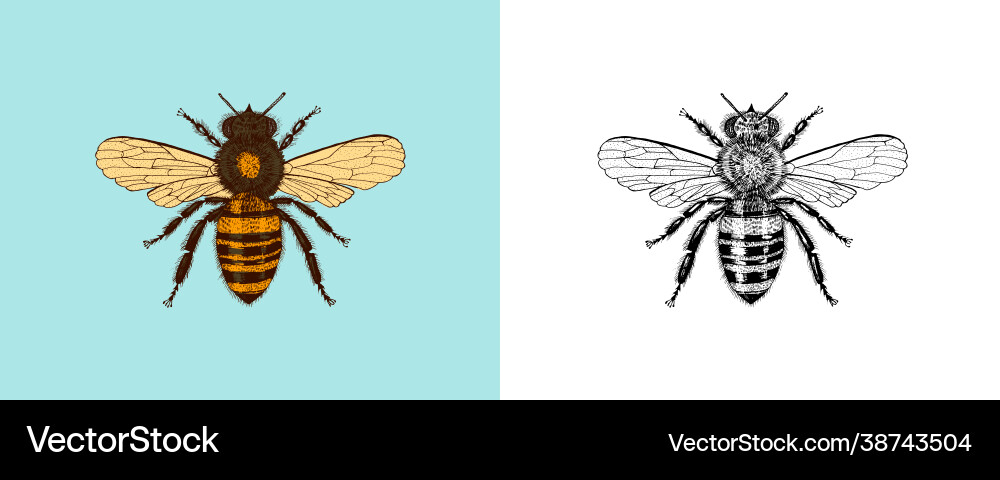 Bee and honey mead insect engraved vector image